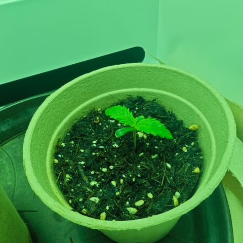 Watermelon OG RQS growlog timeline photo