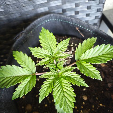 Watermelon OG RQS growlog timeline photo