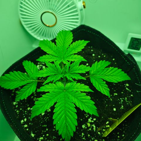 Watermelon OG RQS growlog timeline photo