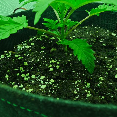 Watermelon OG RQS growlog timeline photo
