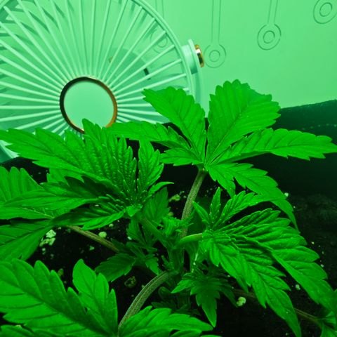 Watermelon OG RQS growlog photo: Fimming über 4. Node. Veg. Verlängerung um ca. 1,5 Wochen