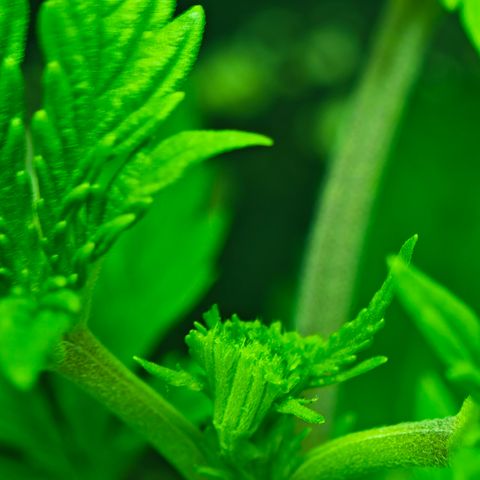 Watermelon OG RQS growlog photo: Fimming über 4. Node. Veg. Verlängerung um ca. 1,5 Wochen