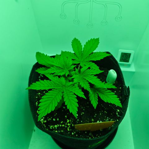 Watermelon OG RQS growlog timeline photo