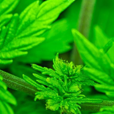 Watermelon OG RQS growlog timeline photo