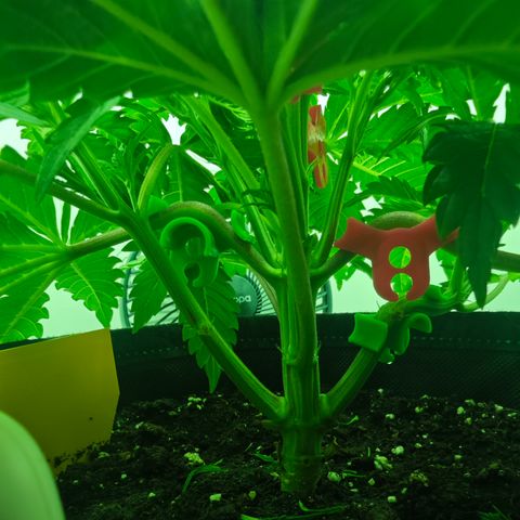 Watermelon OG RQS growlog timeline photo