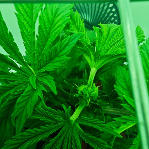 Watermelon OG RQS growlog timeline photo