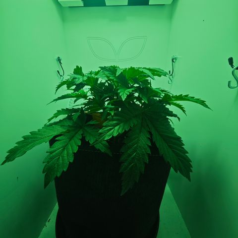 Watermelon OG RQS growlog timeline photo