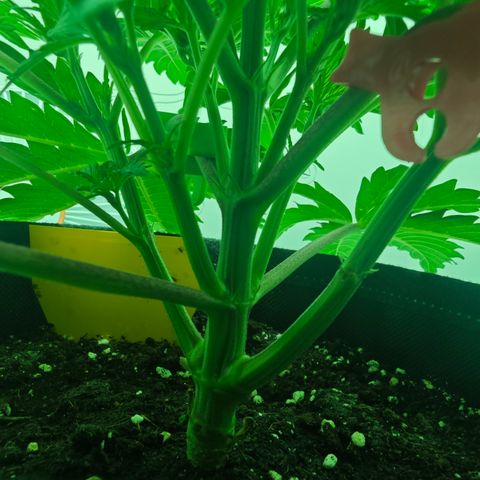 Watermelon OG RQS growlog timeline photo