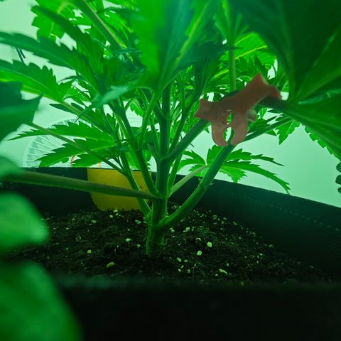Watermelon OG RQS growlog timeline photo