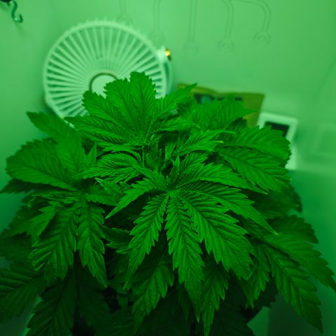 Watermelon OG RQS growlog timeline photo