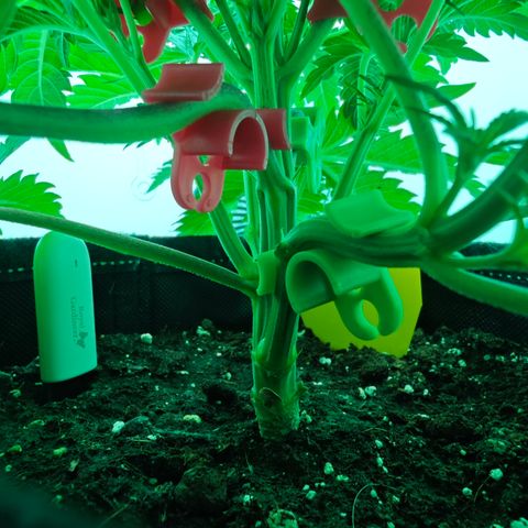 Watermelon OG RQS growlog timeline photo