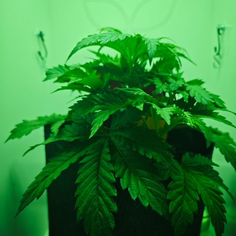 Watermelon OG RQS growlog timeline photo