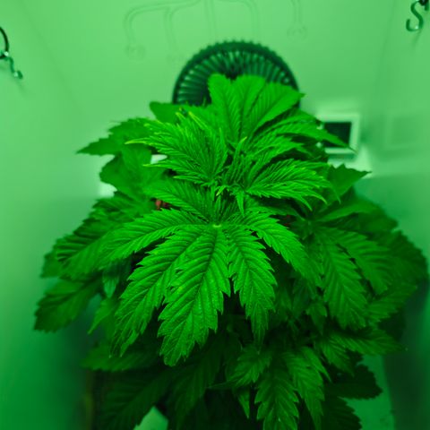 Watermelon OG RQS growlog timeline photo