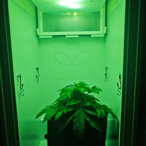 Watermelon OG RQS growlog timeline photo