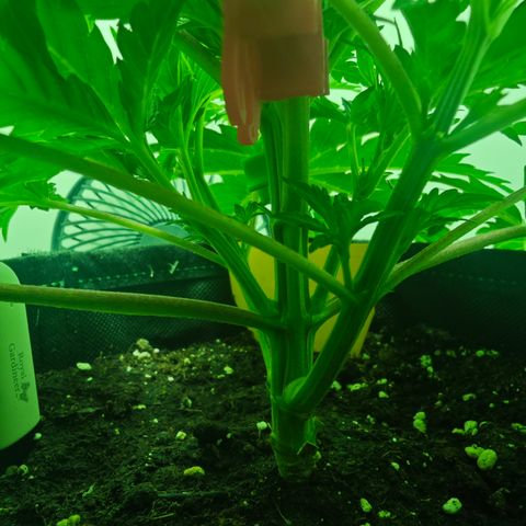 Watermelon OG RQS growlog timeline photo