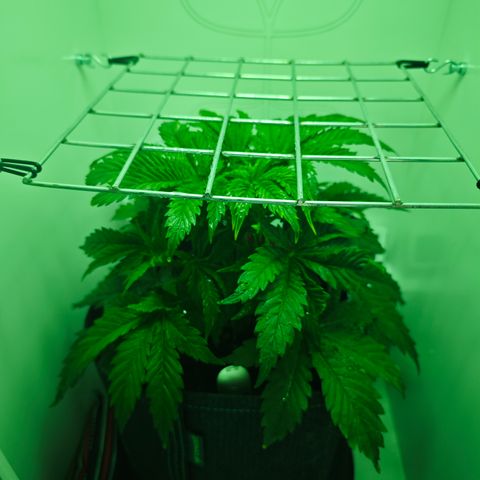 Watermelon OG RQS growlog timeline photo
