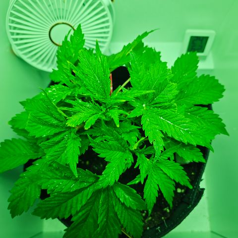 Watermelon OG RQS growlog timeline photo