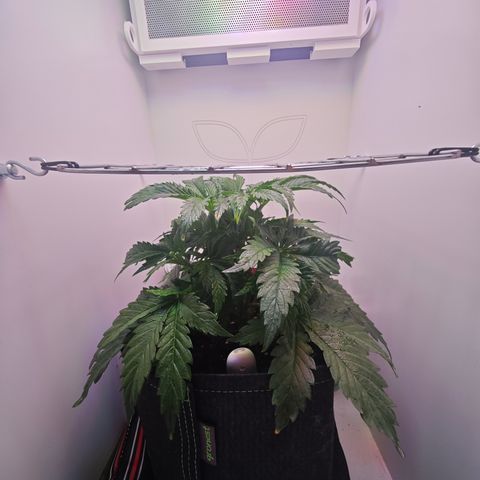 Watermelon OG RQS growlog timeline photo