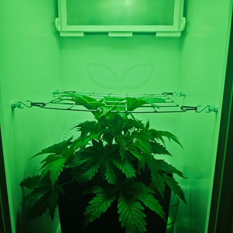 Watermelon OG RQS growlog photo: SCROG-Netz erreicht, 