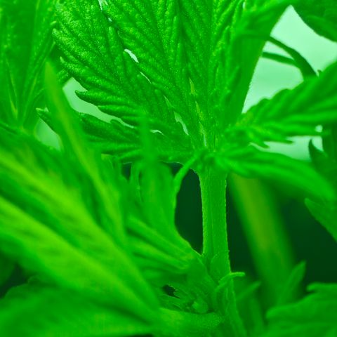 Watermelon OG RQS growlog photo: SCROG-Netz erreicht, 