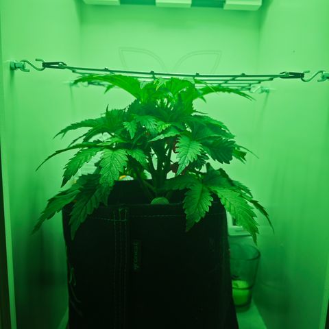 Watermelon OG RQS growlog photo: SCROG-Netz erreicht, 
