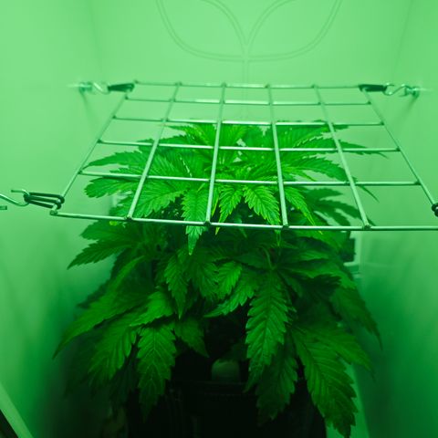 Watermelon OG RQS growlog photo: SCROG-Netz erreicht, 