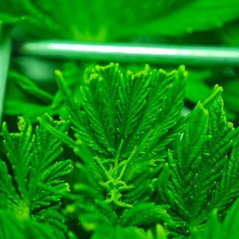 Watermelon OG RQS growlog timeline photo