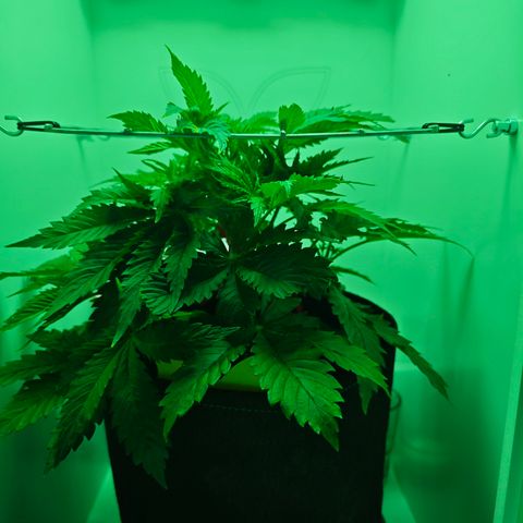 Watermelon OG RQS growlog timeline photo