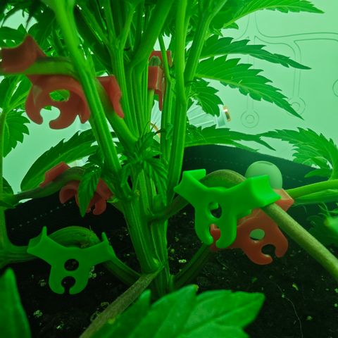 Watermelon OG RQS growlog timeline photo