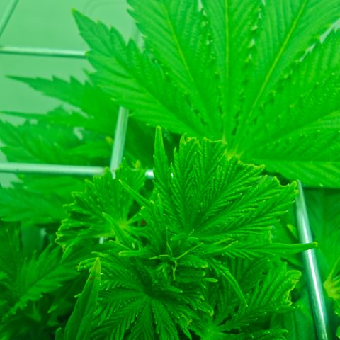 Watermelon OG RQS growlog timeline photo