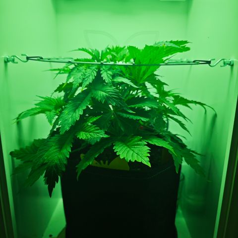 Watermelon OG RQS growlog timeline photo