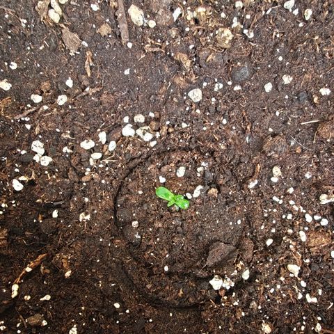 Fruit Punch Auto #1 growlog timeline photo