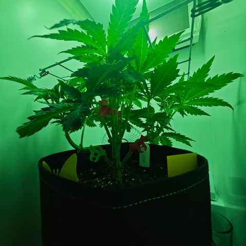 Watermelon OG RQS growlog timeline photo
