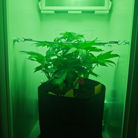 Watermelon OG RQS growlog timeline photo