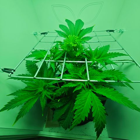 Watermelon OG RQS growlog timeline photo