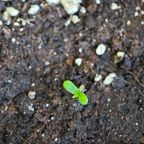 Fruit Punch Auto #1 growlog timeline photo