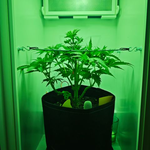 Watermelon OG RQS growlog timeline photo