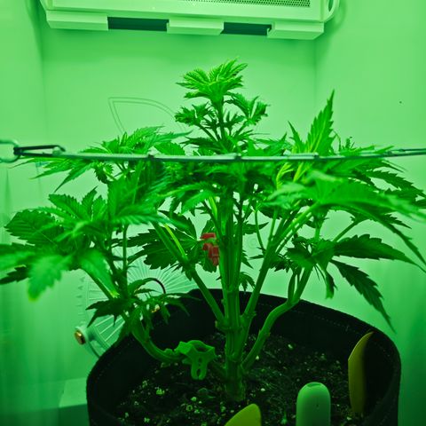 Watermelon OG RQS growlog timeline photo