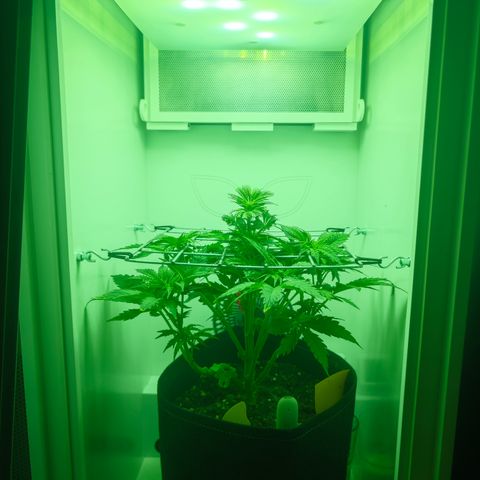 Watermelon OG RQS growlog timeline photo