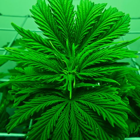 Watermelon OG RQS growlog timeline photo