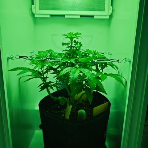 Watermelon OG RQS growlog timeline photo