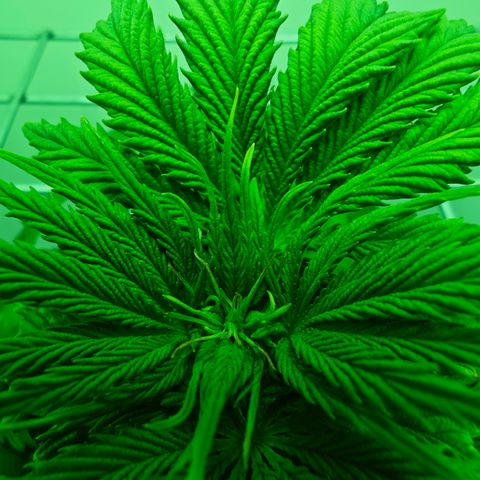 Watermelon OG RQS growlog timeline photo