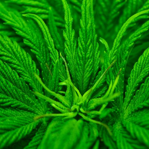 Watermelon OG RQS growlog timeline photo