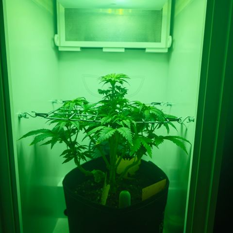 Watermelon OG RQS growlog timeline photo