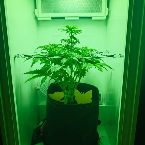 Watermelon OG RQS growlog timeline photo