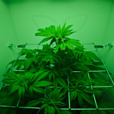 Watermelon OG RQS growlog timeline photo
