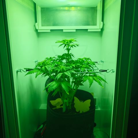 Watermelon OG RQS growlog timeline photo