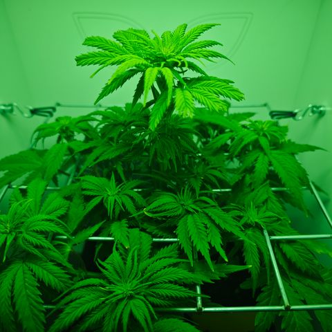 Watermelon OG RQS growlog timeline photo