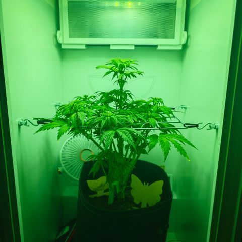 Watermelon OG RQS growlog timeline photo
