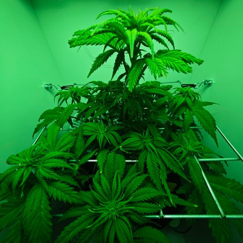 Watermelon OG RQS growlog timeline photo
